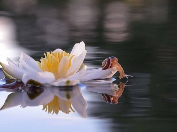 Цветок спокойствия