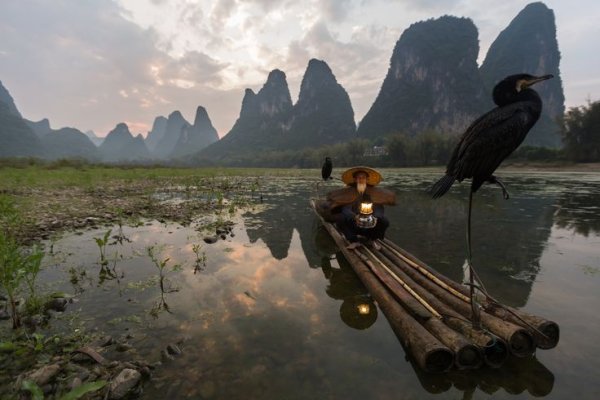 Птица умиротворение