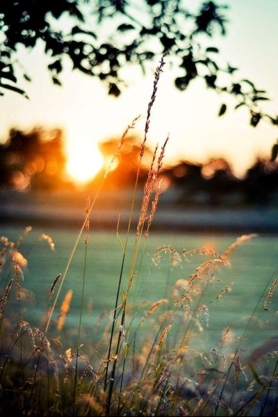 Утро природа