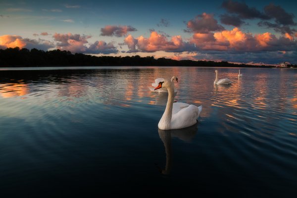 Лебедь на озере закат