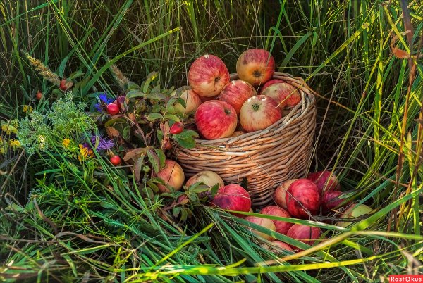 Август природа