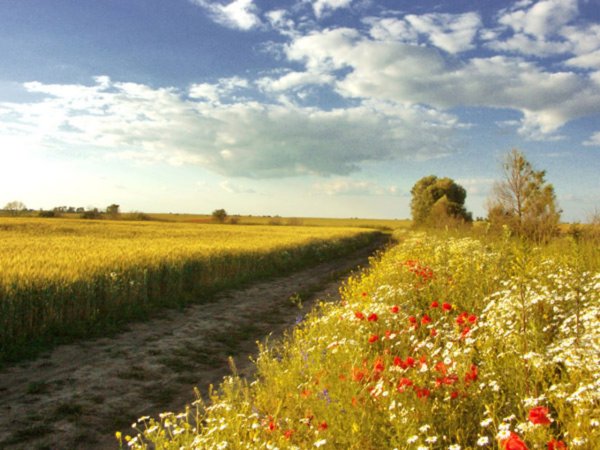 Август природа