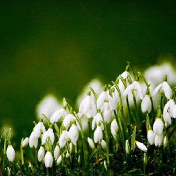 Открытки благословенного воскресенья