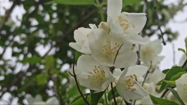 Ульянов день (Липов цвет)