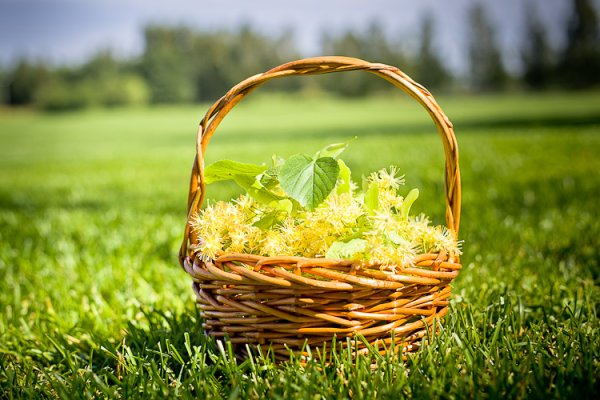 Сбор липового цвета