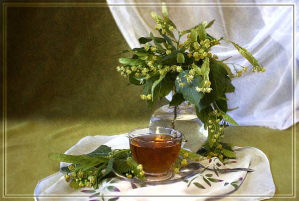 Липа цветет натюрморты