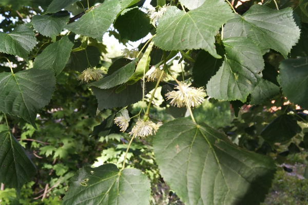 4 Июля день липы