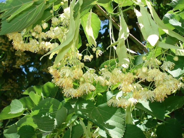 Липа пушистостолбиковая