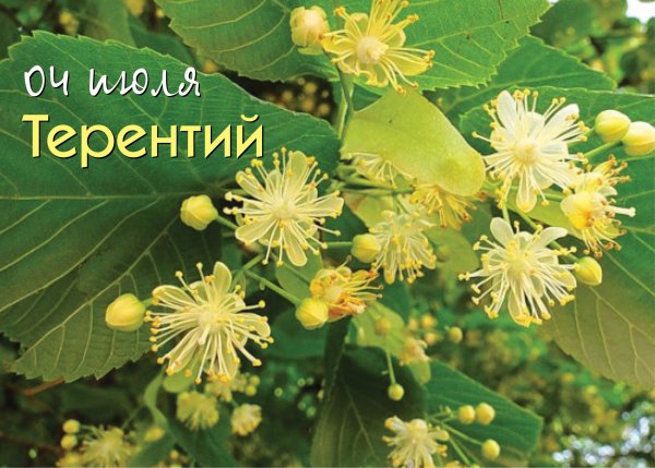 Листья липы Кубани