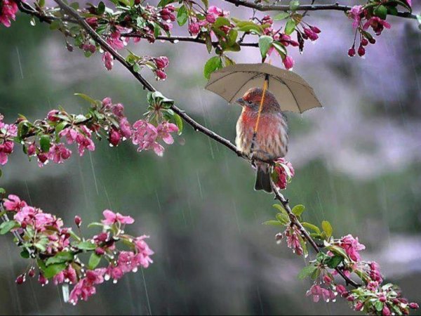 Дождь весной