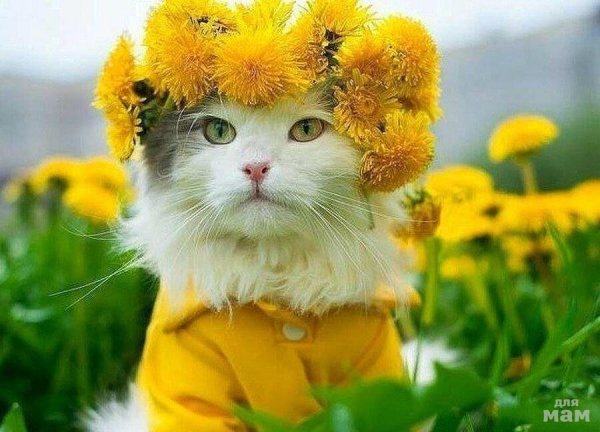 Котик в одуванчиках