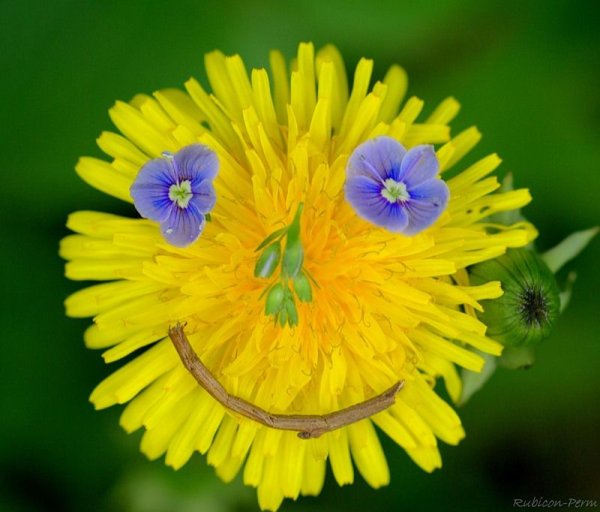 Доброе утро одуванчики