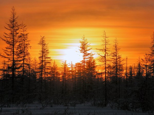 Лес Саха Якутии