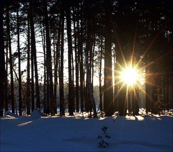 Гармония зима