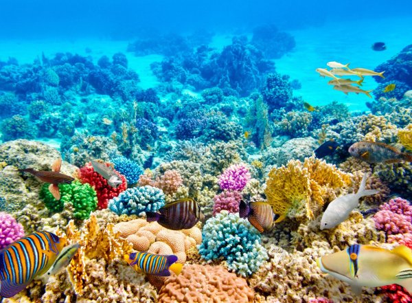 Заставка на рабочий стол дельфины