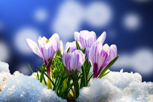 Поздравления с первым весенним днем