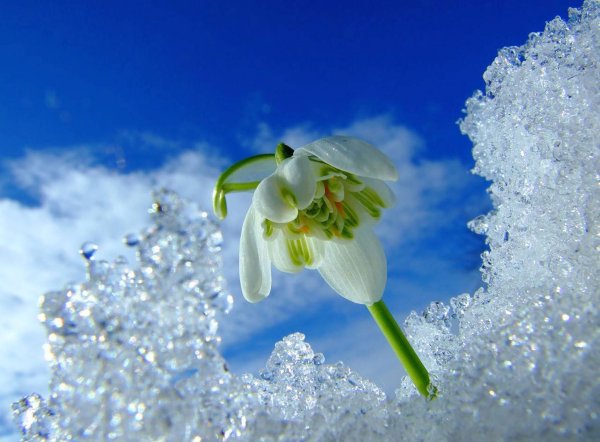 Ранняя Весна