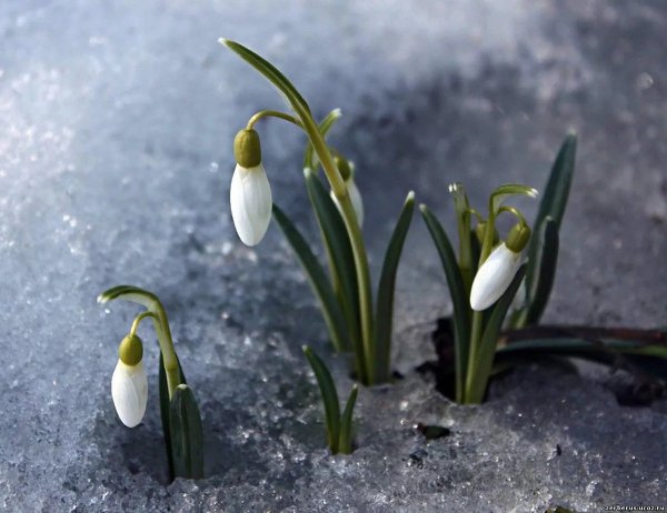 С первым днем весны