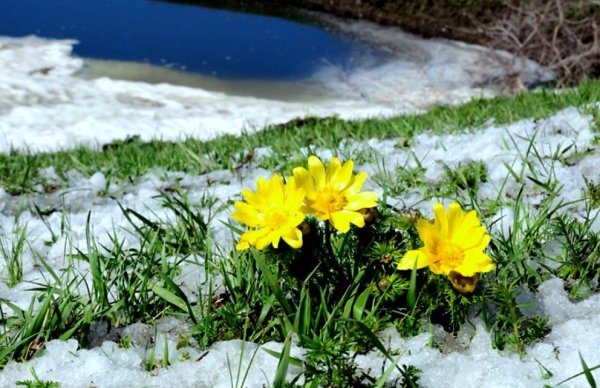 С первым днем весны