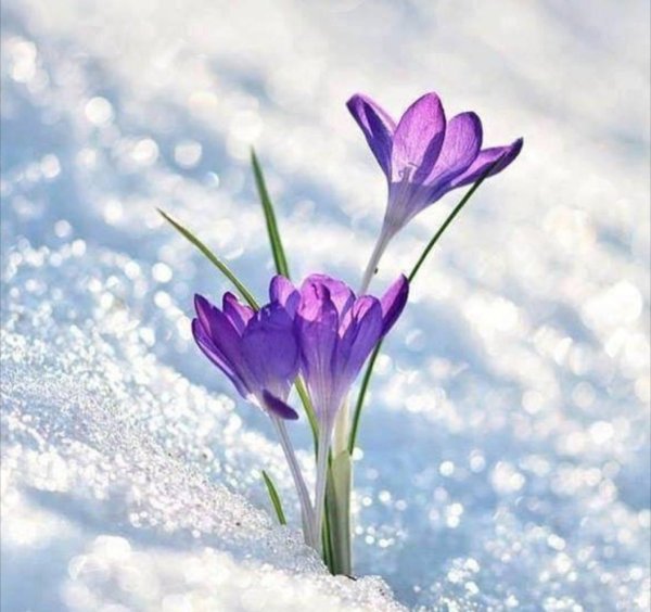 Поздравление с весной