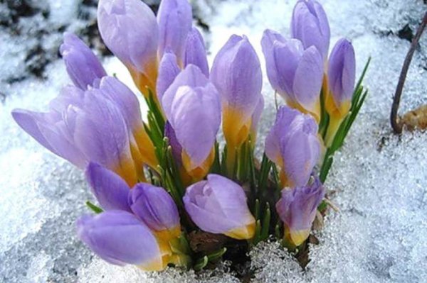 С 1 днем весны