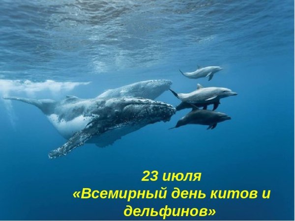 Всемирный день китов и дельфинов