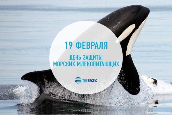 19 Февраля Всемирный день защиты морских млекопитающих