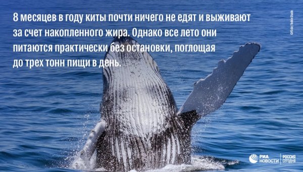 День защиты китов