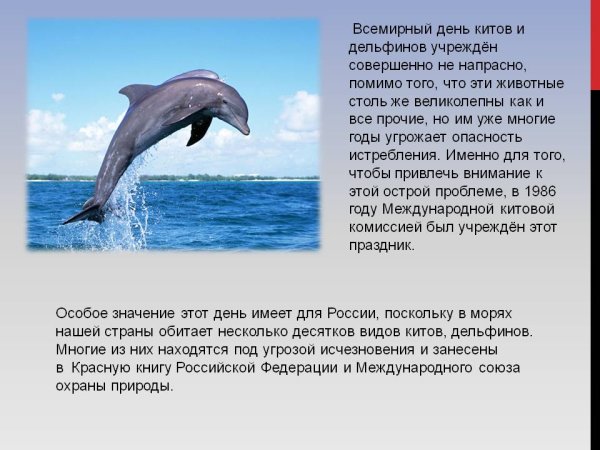 Всемирный день кита