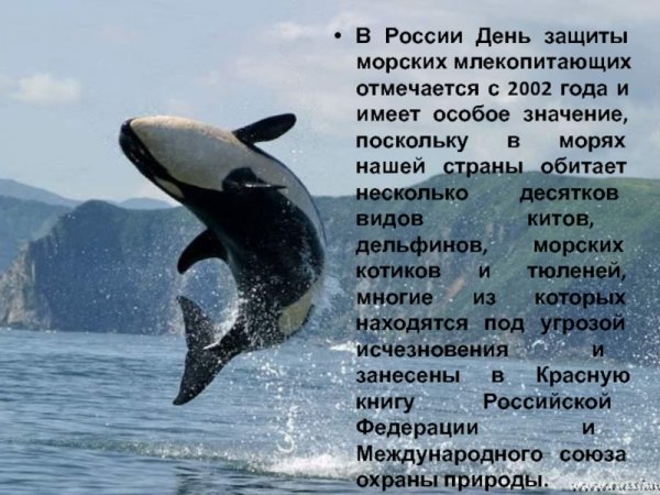 19 Февраля день защиты морских млекопитающих