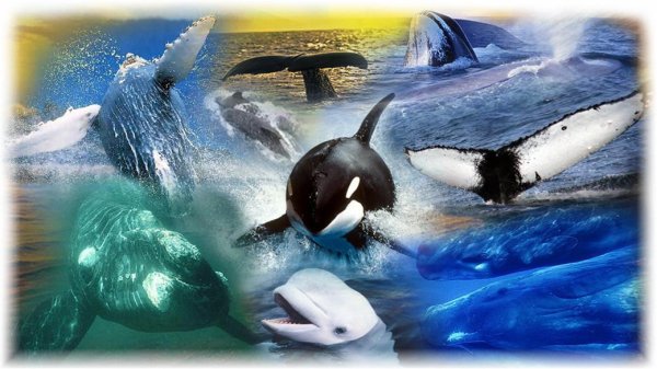 Мир китов и дельфинов