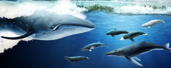 Всемирный день китов (World Whale Day)