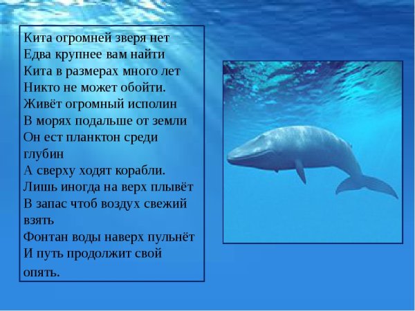 Всемирный день китов