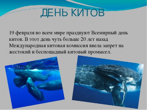 19 Февраля Всемирный день китов