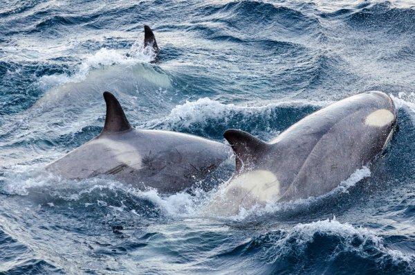 Китообразный Дельфин