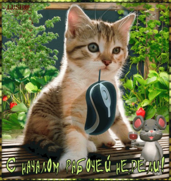 Доброго понедельника котики