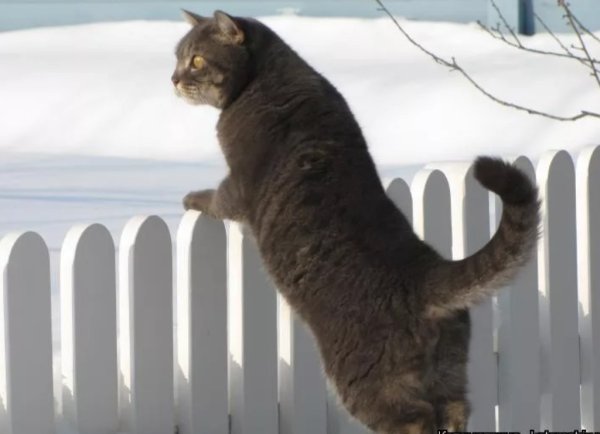 Открытки Весна идет