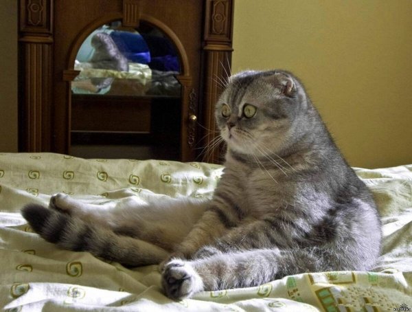 Весна картинки прикольные