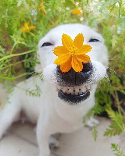 Собака улыбается