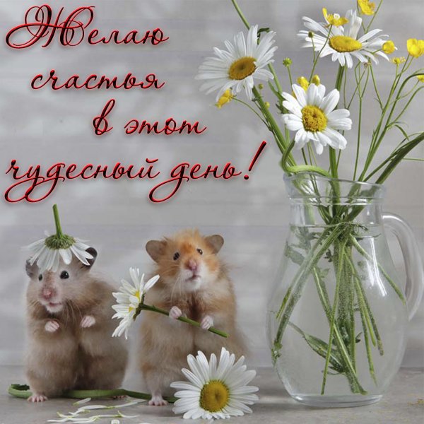 Цветочки для поднятия настроения