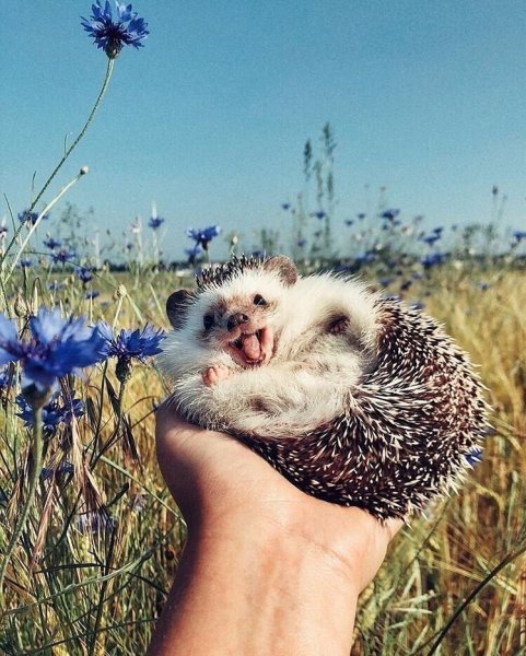 Ежик улыбается