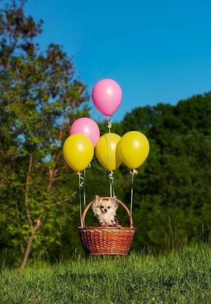 Воздушный шарик собака