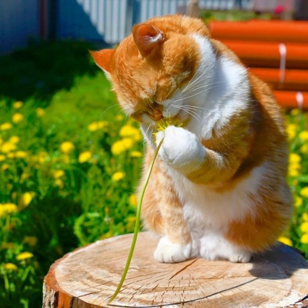 Позитивный рыжий кот