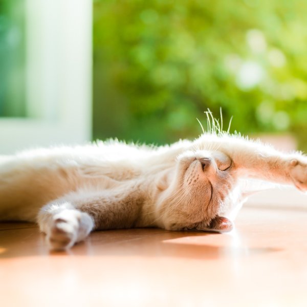 Котик подтягивается