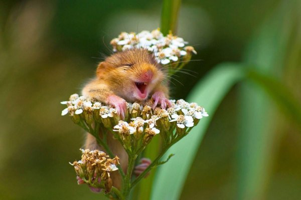 Забавные животные