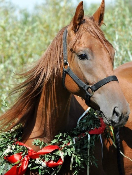 31 Августа день лошади день Флора и Лавра