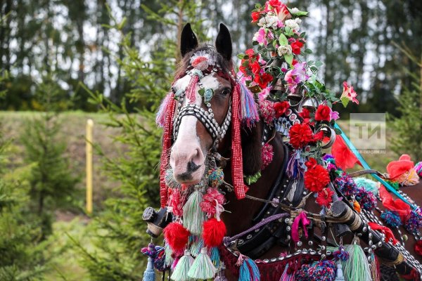Татарская лошадь Бахмат