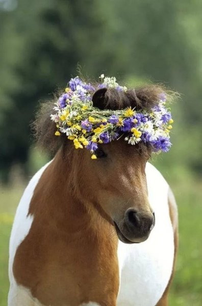 Лошадка в цветах