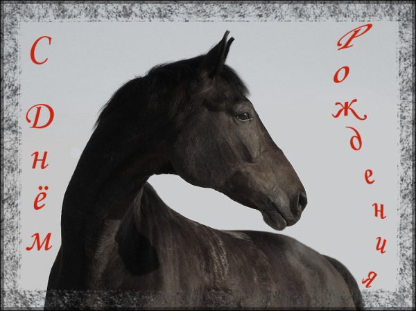 С днем рождения лошадь