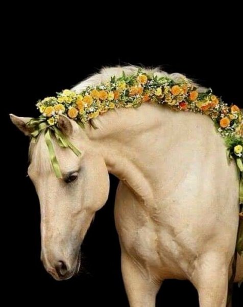 День лошади 31 августа